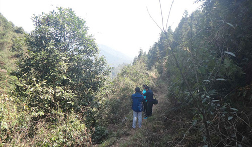 ��ϡ��Σֲ��-�۹�ľ